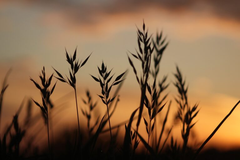 Gräser im Sonnenuntergang